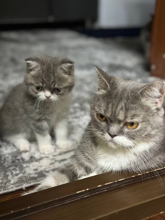 Shatlan tikin disayam boladi