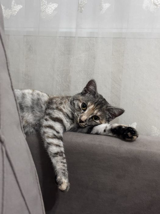 Отдам кошку бесплатно!