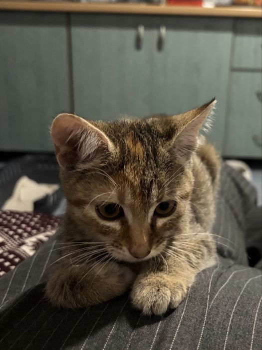 Adopție pisicuțe surori 3 luni