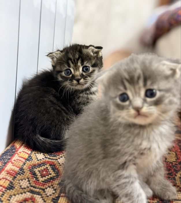 Мушук  Шотландский Вислоухи