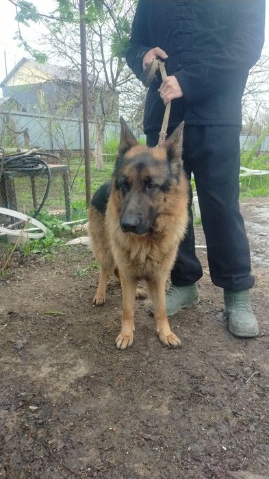 Кобель ищет невесту