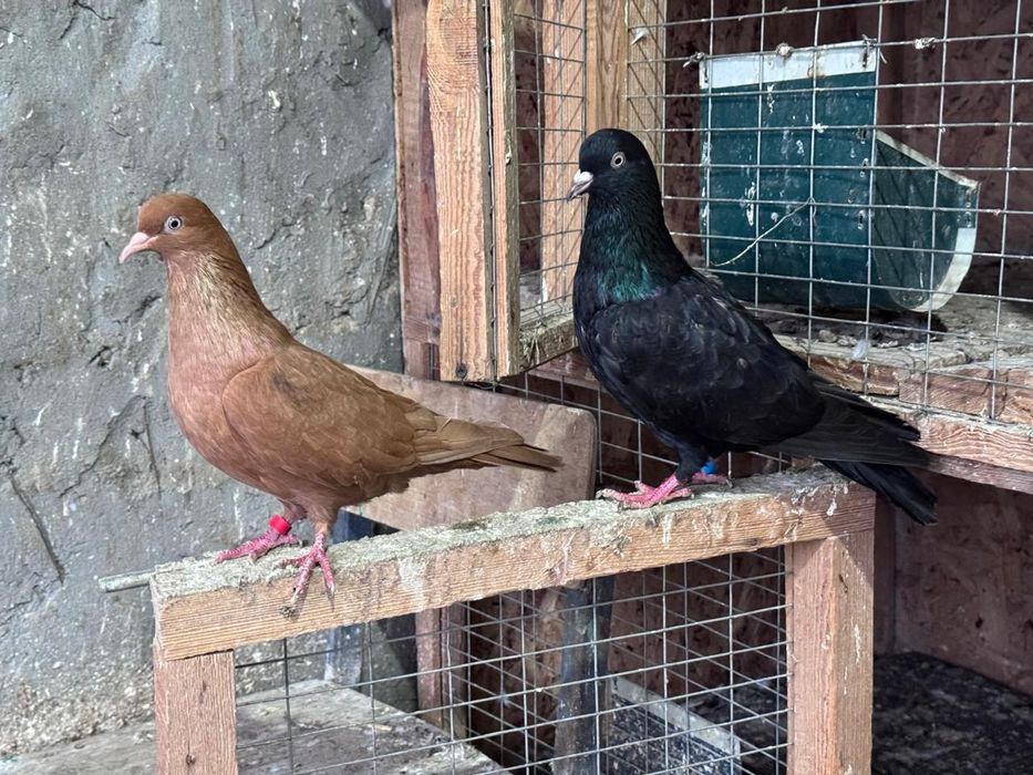 Голуби.Иранцы.пара