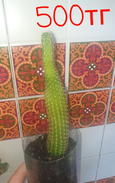 Продам комнатные растения