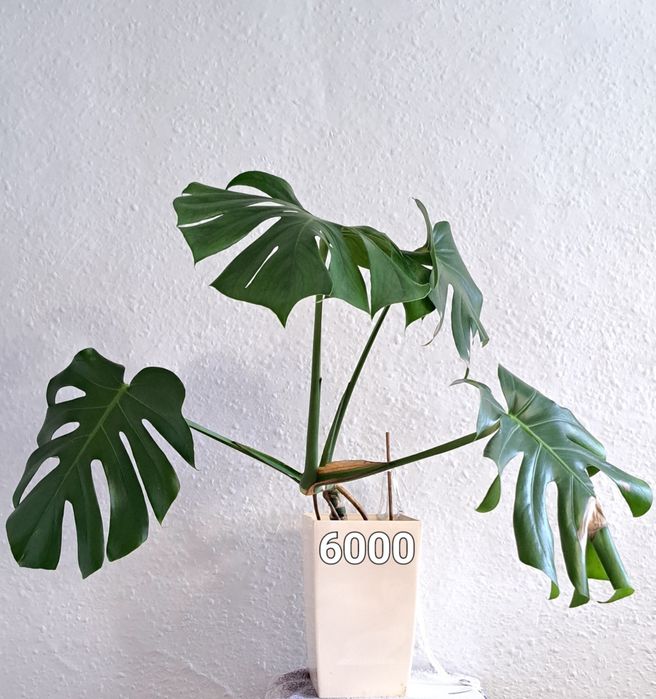 Цветы комнатные продам