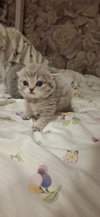 Шотландские котята