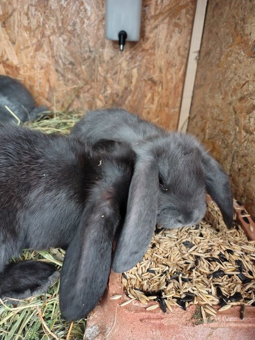 Puiuți de iepuri berbec german