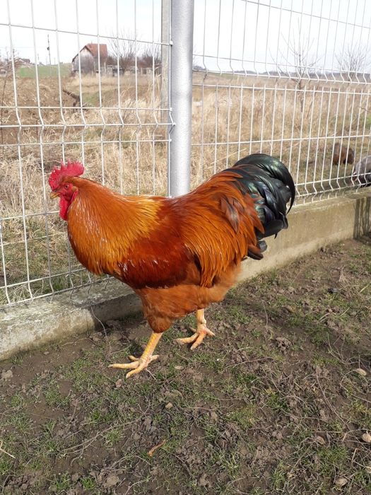 Vând ouă de găină pentru incubație rasa NEW    HAMSHIRE