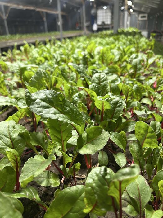 Продам мангольд, свежий