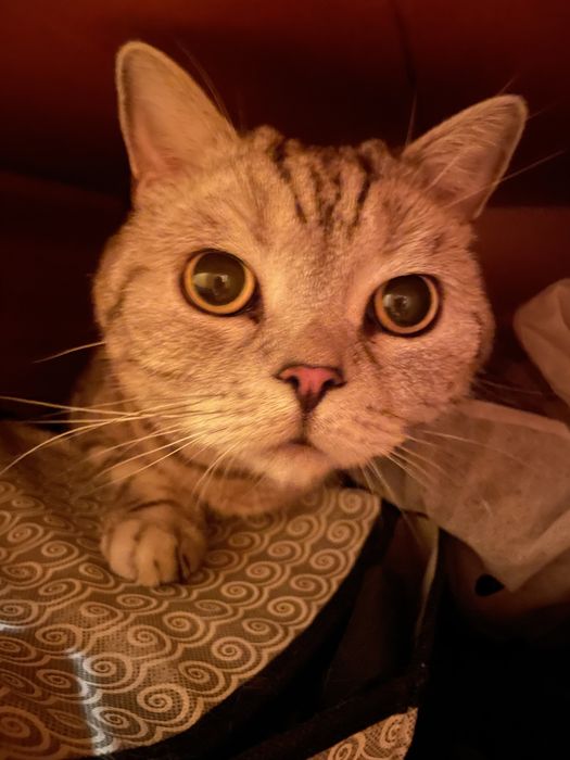 Передержка кошек (индивидуальная)
