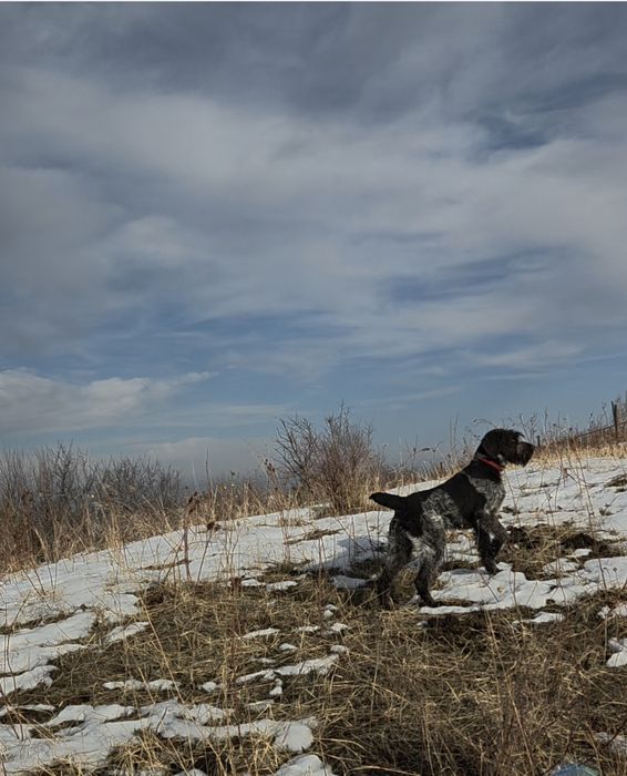 Дратхаар щенок  привезен с России