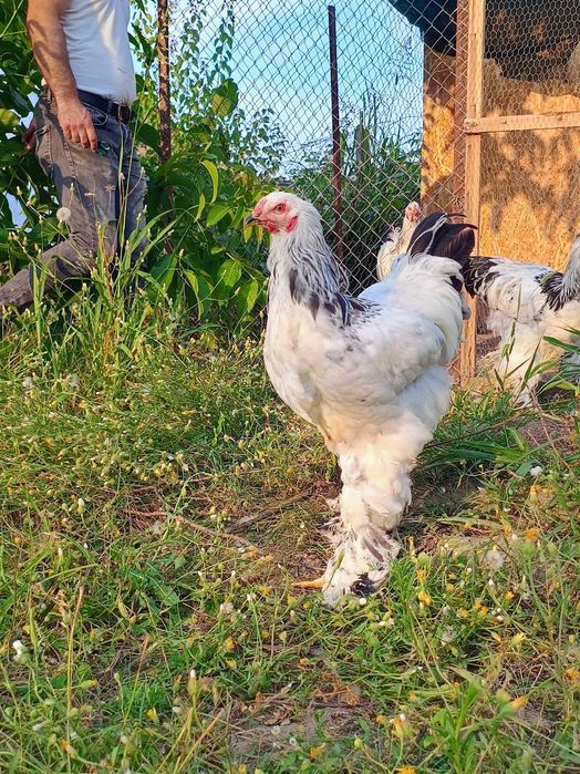 Cocoși Brahma HD. Disponibili
