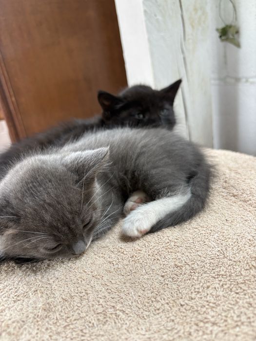 Породистые котята в добрые руки