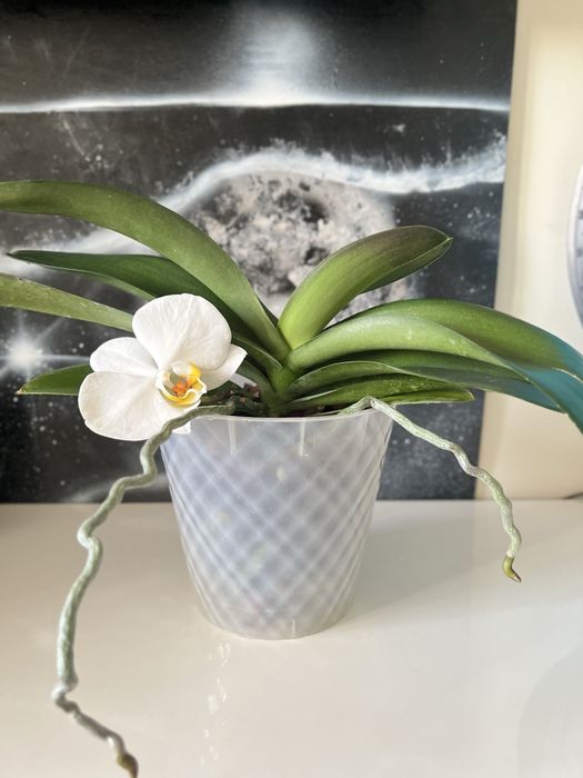 Орхидея Карлик Нос