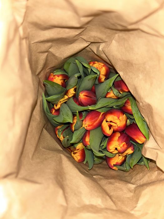 Свежыйе тюльпан цена