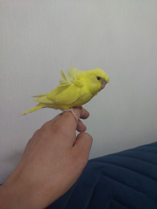Хогаромы ручные попугай