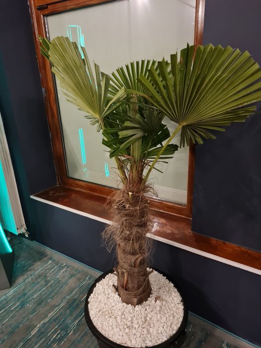 Pamant negru (vegetal)