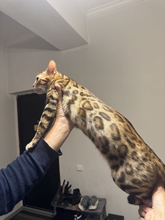 Bengal продается девочка