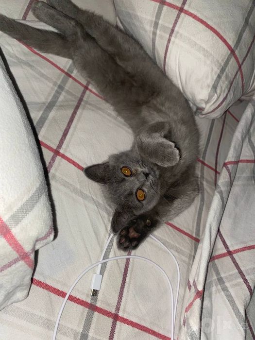 продаём британского котенка, очень послушная девочка, 4 месяца!