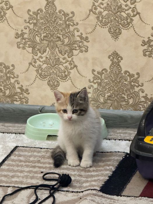 Британский кошка