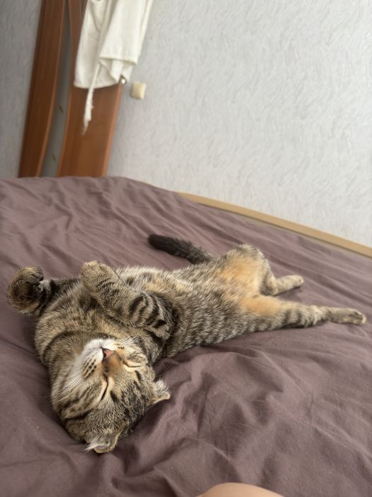 Кот вислоухий, годик,