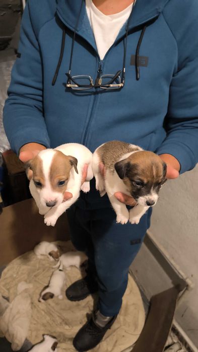 Продавам Джак Ръселчета