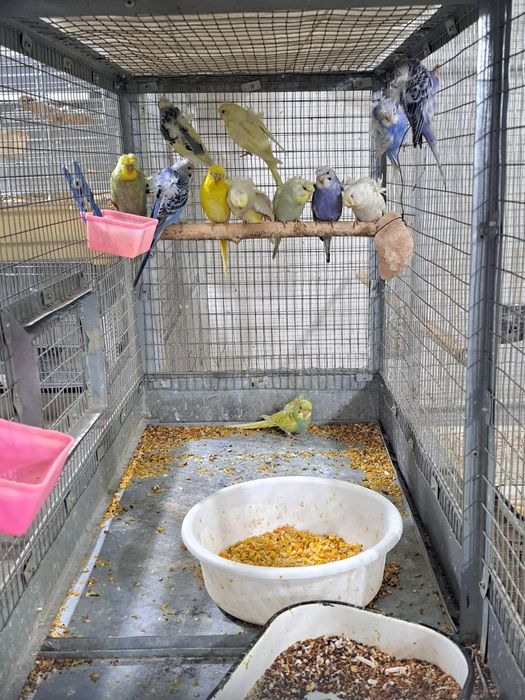 Valnisti babichkala sotiladi