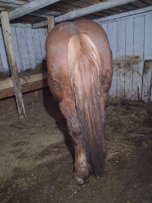 Vând  cal  in varsta de 6 ani