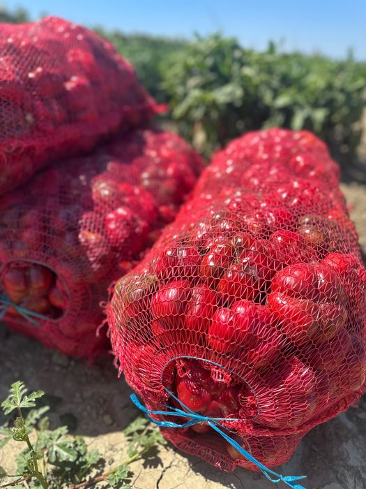 Gogosar,Ardei Gras , Kapia ,F1 Calitatea I