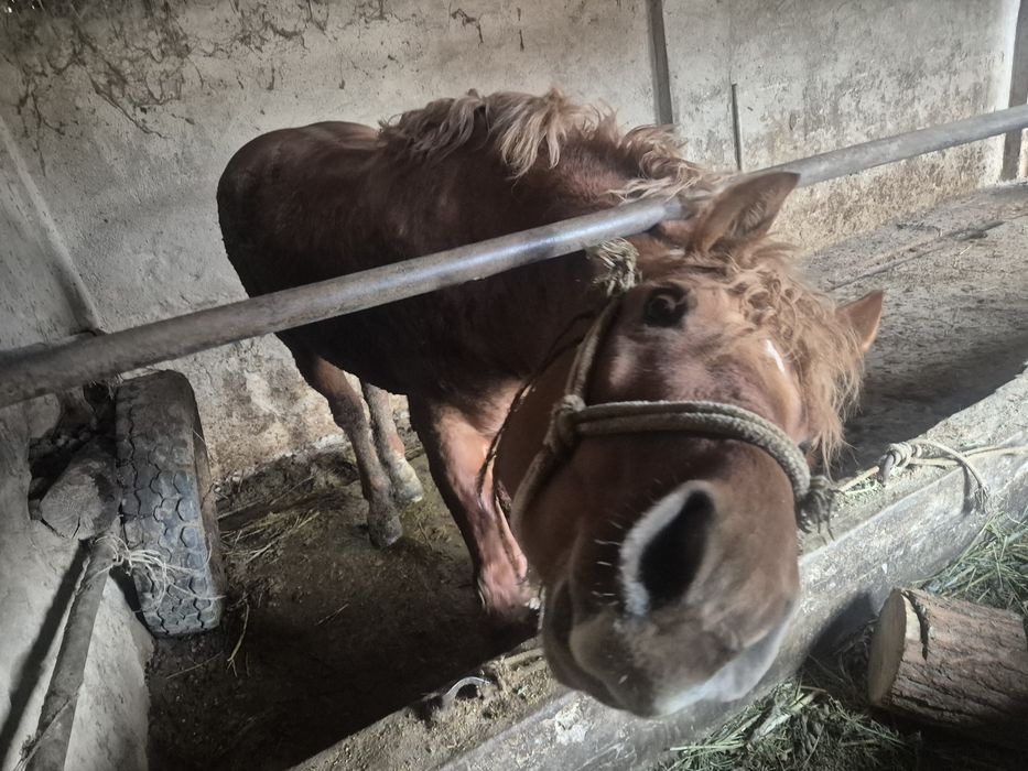 Продаётся лошадь