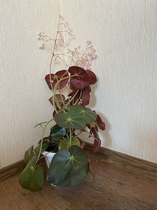 Комнатный цветок. Бегония.