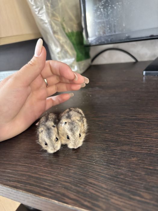 Отдам хомяков, родились 20 января.