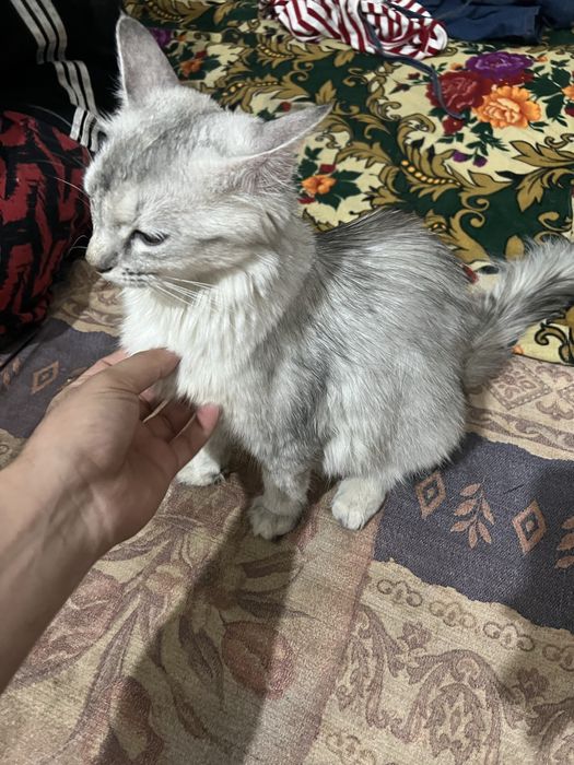 Sibirski shinshilla 1yosh