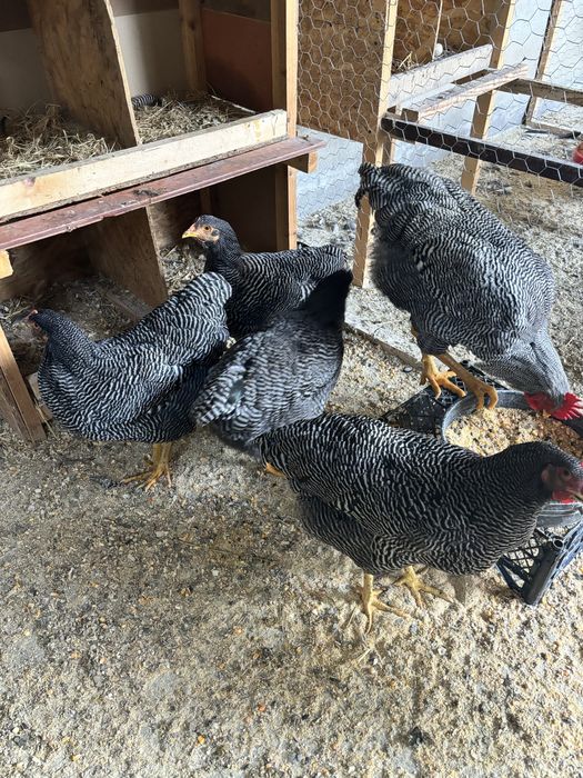 Oua pentru incubat Plymouth rock si Wyandotte argintiu