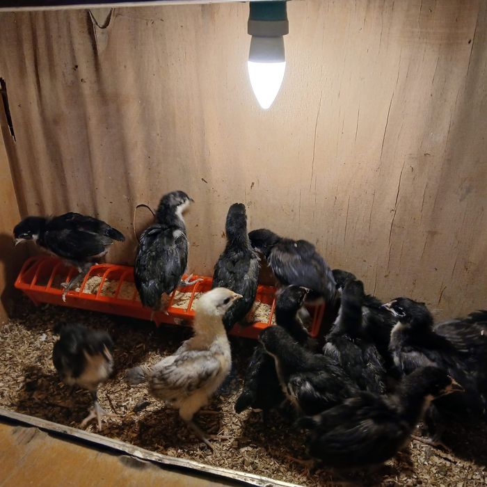 Puișori de găina rasa Australorp