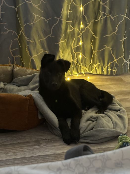 Зоогостиница передержка