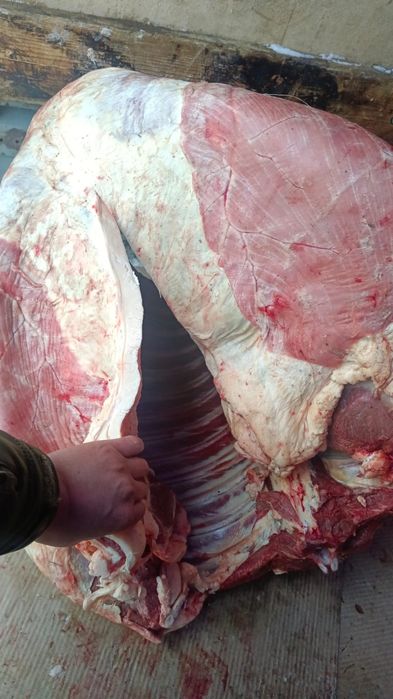 Конина Мясо Байтал