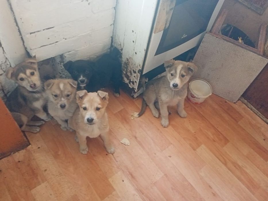 Отдам щенков в хорошие руки!