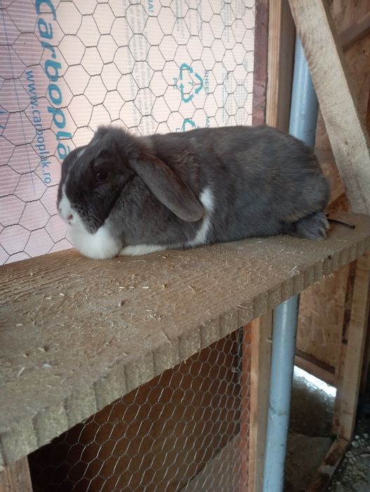 Iepuri berbec si cap de leu