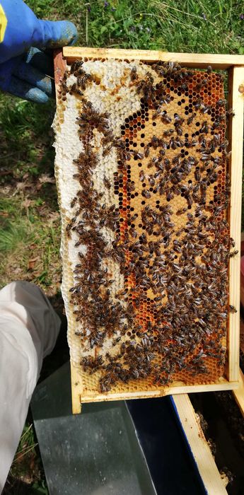 Пчелни отводки ЛР 2026