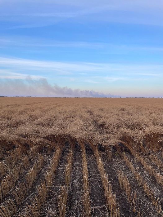 Семена Лён Абакус