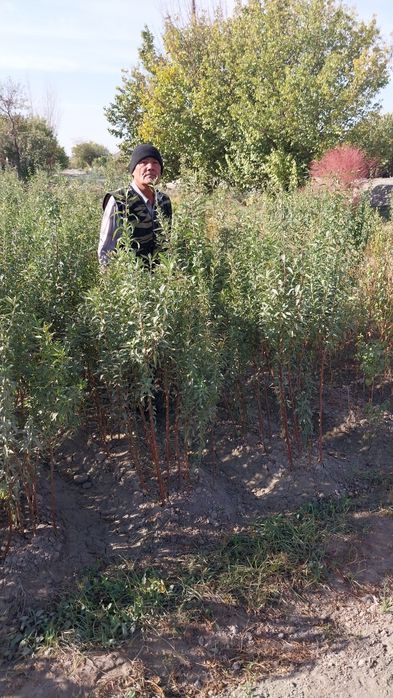 Zaldori Shaftoli va Bodom ko'chatlari narxi kelishilgan holda