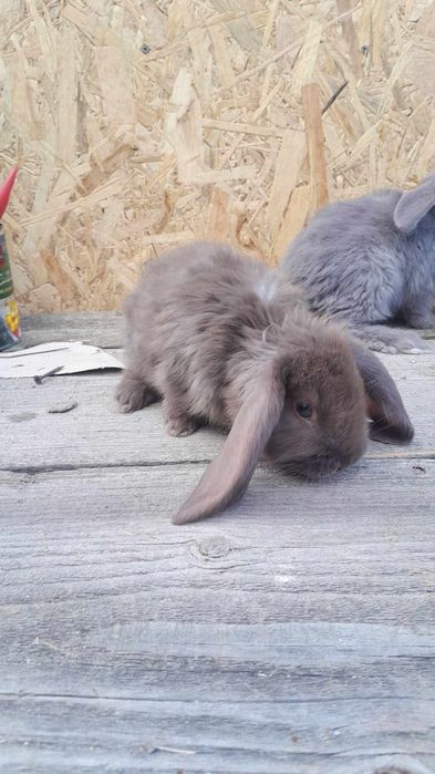 Iepuri de rasa:uriasi german, fluture german, berbec german  și altele