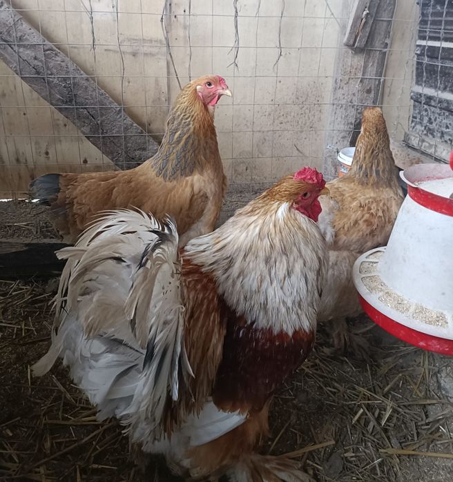 Disponibil pui brahma