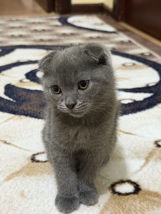 Продаются котята скоттиш фолд и страйт