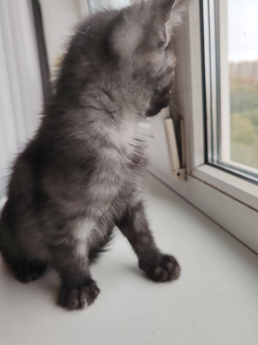 Котята полубританцы бесплатно