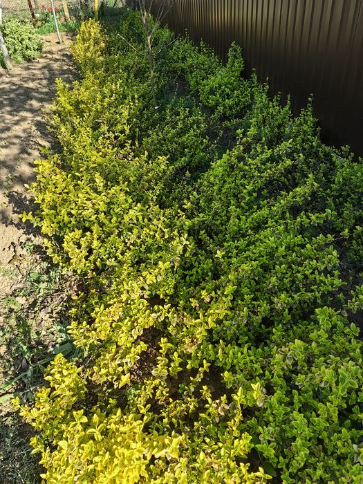 Plante Eounymous Emerald Gold