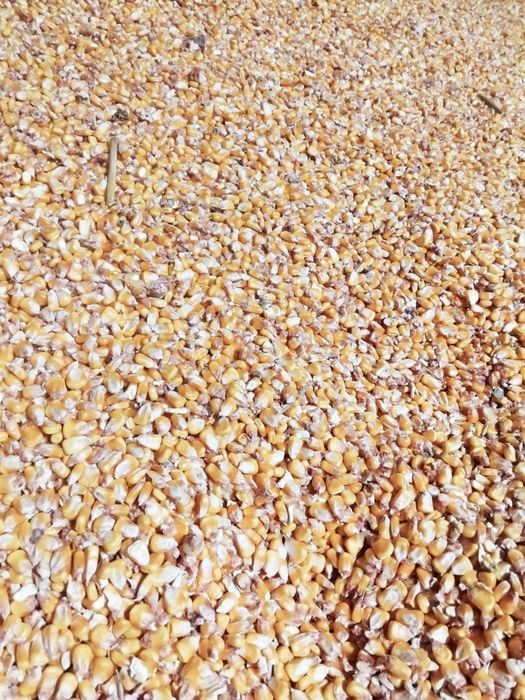 Porumb 2025 cu transport