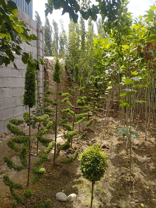 Kashtan zarang sadda qayragʻoch chinor lola sakura archa klyon bor.