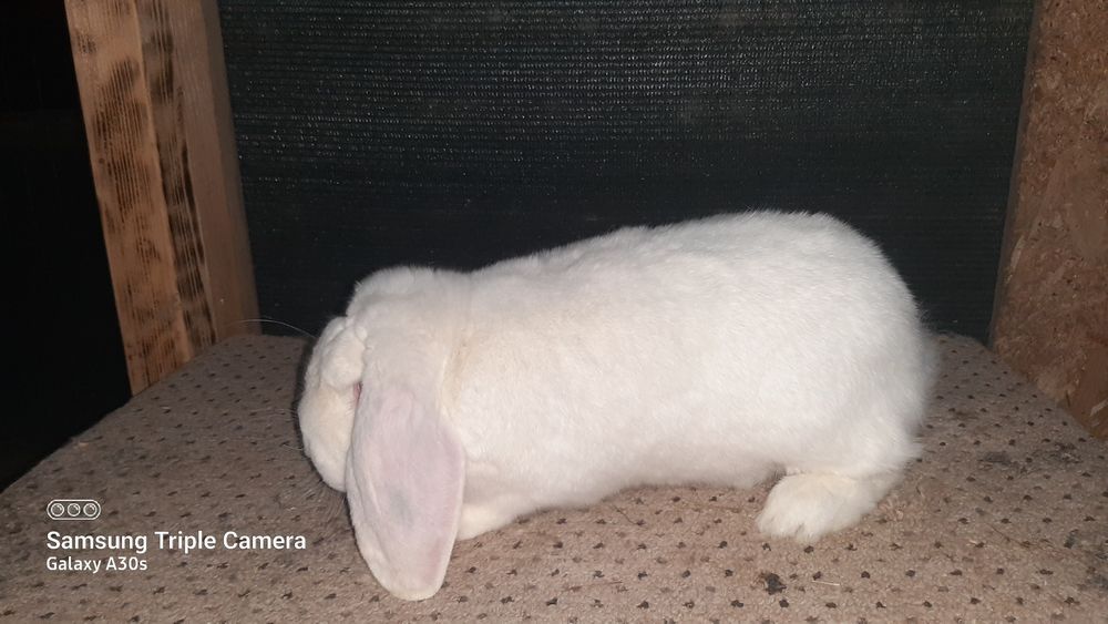 Mascul berbec german din 2025