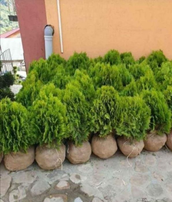 Globular la pret real